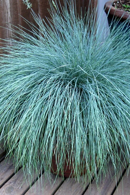 Beyond Blue Festuca (Fescue) - 6 Pack Of 1 Gallon Pots 1 Beyond Blue Festuca (Fescue) - 6 Pack Of 1 Gallon Pots