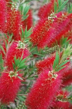 Red Cluster Bottlebrush Tree - 7 Gallon Pot -Plant Series Shop Bottlebrush Red Cluster 500x750 1