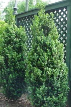 Dee Runk Columnar Boxwood - 1 Gallon Pot 7 Dee Runk Columnar Boxwood - 1 Gallon Pot -Plant Series Shop Boxwood Dee Runk 2 500x750 2
