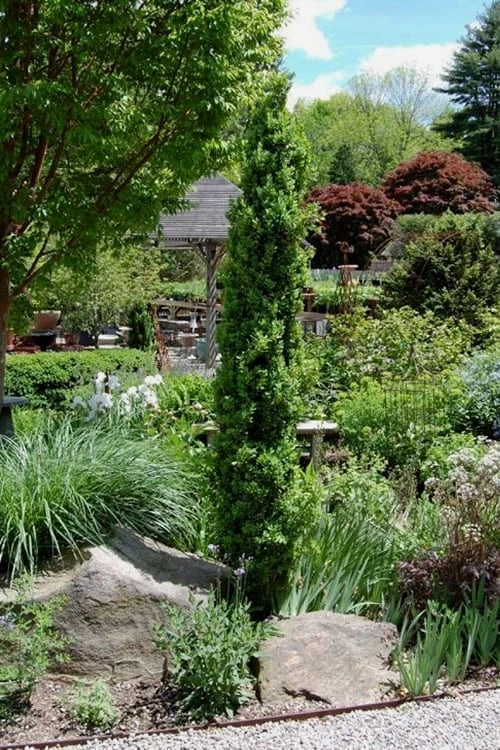 Graham Blandy Columnar Boxwood - 3 Gallon Pot 4 Graham Blandy Columnar Boxwood - 3 Gallon Pot - Image 4