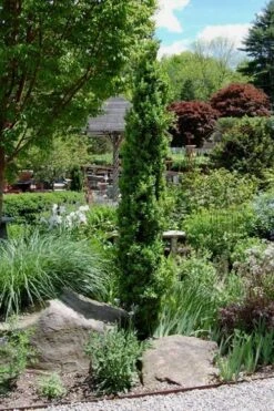 Graham Blandy Columnar Boxwood - 5 Gallon Pot 7 Graham Blandy Columnar Boxwood - 5 Gallon Pot -Plant Series Shop Boxwood Graham Blandy 2