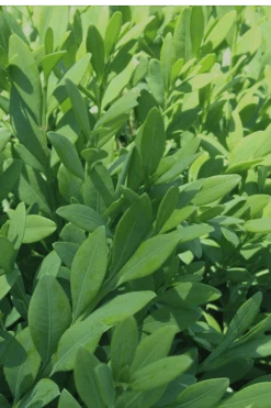 Green Mountain Boxwood - 6 Pack Of 1 Gallon Pots 12 Green Mountain Boxwood - 6 Pack Of 1 Gallon Pots -Plant Series Shop Boxwood Green Mountain 12 5