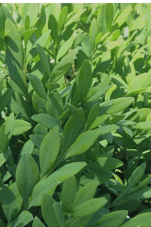 Green Mountain Boxwood - 6 Pack Of 1 Gallon Pots 6 Green Mountain Boxwood - 6 Pack Of 1 Gallon Pots - Image 6