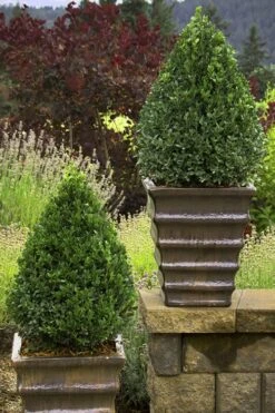 Green Mountain Boxwood - 6 Pack Of 2.5 Quart Pots -Plant Series Shop Boxwood Green Mountain 23 1