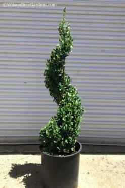 Green Mountain Boxwood Spiral Topiary - 5 Gallon Pot 7 Green Mountain Boxwood Spiral Topiary - 5 Gallon Pot -Plant Series Shop Boxwood Green Mountain Spiral 1 1