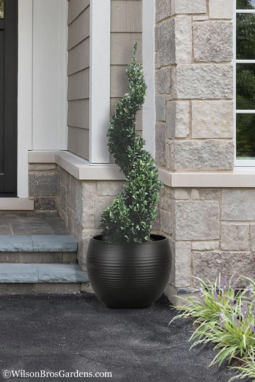 Green Mountain Boxwood Spiral Topiary - 5 Gallon Pot 1 Green Mountain Boxwood Spiral Topiary - 5 Gallon Pot