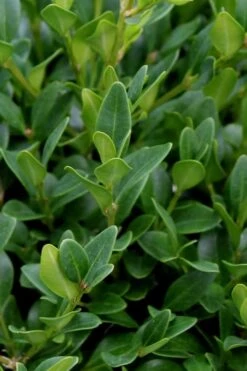 Green Velvet Boxwood - 6 Pack Of 1 Gallon Pots -Plant Series Shop Boxwood Green Velvet 1 2