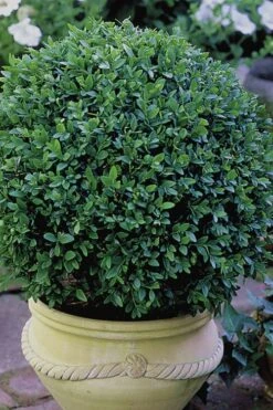 Green Velvet Boxwood - 1 Gallon Pot -Plant Series Shop Boxwood Green Velvet 3 1