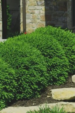 Green Velvet Boxwood - 6 Pack Of 1 Gallon Pots -Plant Series Shop Boxwood Green Velvet 7 2