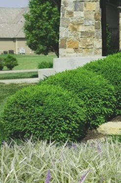 Green Velvet Boxwood - 6 Pack Of 1 Gallon Pots