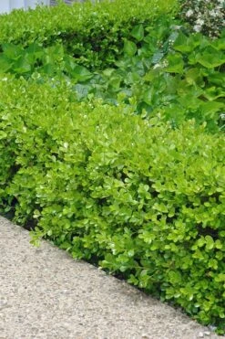 Japanese Boxwood - Buxus Microphylla - 1 Gallon Pot