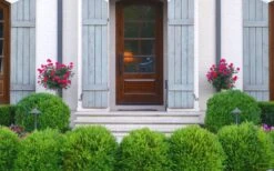 Japanese Boxwood - Buxus Microphylla - 6 Pack Of 1 Gallon Pots -Plant Series Shop Boxwood Japanese Entryway