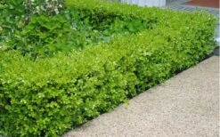 Japanese Boxwood - Buxus Microphylla - 1 Gallon Pot -Plant Series Shop Boxwood Japanese Hedge 2 3
