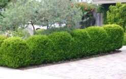 Japanese Boxwood - Buxus Microphylla - 3 Gallon Pot 13 Japanese Boxwood - Buxus Microphylla - 3 Gallon Pot -Plant Series Shop Boxwood Japanese Hedge 3 2