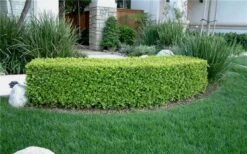 Japanese Boxwood - Buxus Microphylla - 1 Gallon Pot -Plant Series Shop Boxwood Japanese Hedge 5