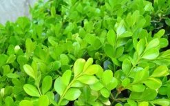 Japanese Boxwood (Buxus Microphylla) - 7 Gallon Pot 15 Japanese Boxwood (Buxus Microphylla) - 7 Gallon Pot -Plant Series Shop Boxwood Japanese Leaves Closeup 1