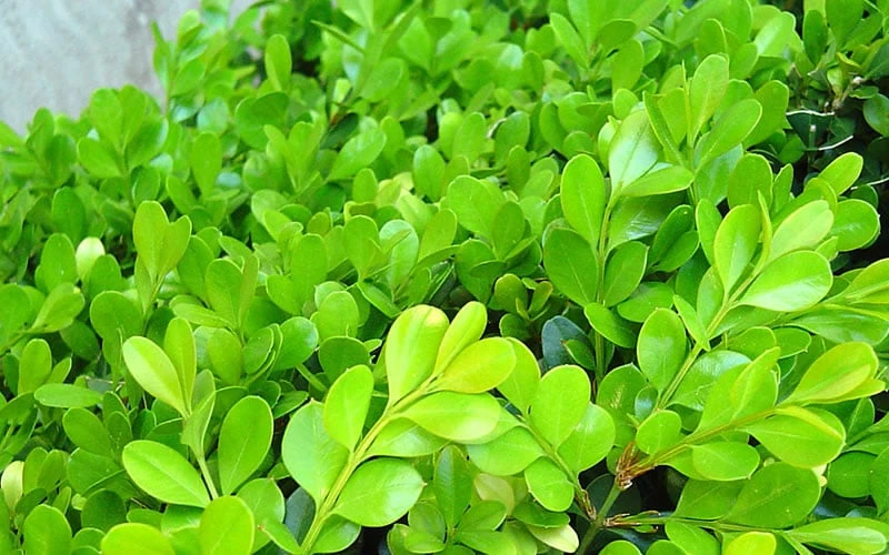 Japanese Boxwood (Buxus Microphylla) - 7 Gallon Pot 8 Japanese Boxwood (Buxus Microphylla) - 7 Gallon Pot - Image 8