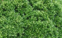 Justin Brouwers Dwarf Boxwood - 1 Gallon Pot 9 Justin Brouwers Dwarf Boxwood - 1 Gallon Pot -Plant Series Shop Boxwood Justin Brouwers Leaves