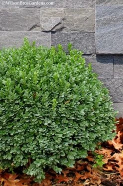 Korean Dwarf Boxwood - Buxus Sinica Var. Insularis 'Nana' - 6 Pack Of 1 Gallon Pots 11 Korean Dwarf Boxwood - Buxus Sinica Var. Insularis 'Nana' - 6 Pack Of 1 Gallon Pots -Plant Series Shop Boxwood Korean Dwarf Insularis Nana 1