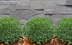 Korean Dwarf Boxwood - Buxus Sinica Var. Insularis 'Nana' - 6 Pack Of 1 Gallon Pots 10 Korean Dwarf Boxwood - Buxus Sinica Var. Insularis 'Nana' - 6 Pack Of 1 Gallon Pots -Plant Series Shop Boxwood Korean Dwarf Insularis Nana 2