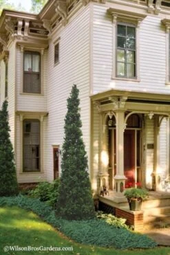 Pyramid Boxwood (Buxus Sempervirens 'Pyramidalis) - 1 Gallon Pot -Plant Series Shop Boxwood Pyramidalis 11