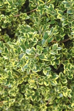 Sunburst Variegated Korean Boxwood - 1 Gallon Pot 11 Sunburst Variegated Korean Boxwood - 1 Gallon Pot -Plant Series Shop Boxwood Sunburst 2