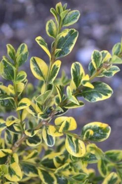 Sunburst Variegated Korean Boxwood - 1 Gallon Pot 12 Sunburst Variegated Korean Boxwood - 1 Gallon Pot -Plant Series Shop Boxwood Sunburst
