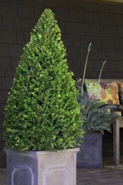 Wintergreen Boxwood - 3 Gallon Pot -Plant Series Shop Boxwood Wintergreen 11 2