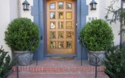 Wintergreen Boxwood - 1 Gallon Pot 10 Wintergreen Boxwood - 1 Gallon Pot -Plant Series Shop Boxwood Wintergreen 12 1