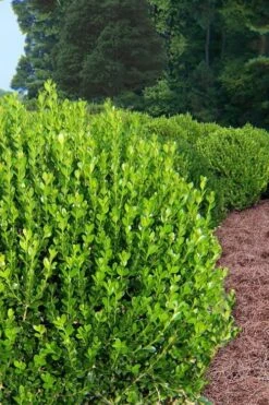 Wintergreen Boxwood - 1 Gallon Pot 11 Wintergreen Boxwood - 1 Gallon Pot -Plant Series Shop Boxwood Wintergreen 500x750 2