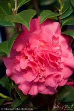 Ack-Scent Fragrant Pink Camellia Japonica - 1 Gallon Pot -Plant Series Shop Camellia Ack Scent JW 3