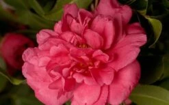 Alabama Beauty Camellia Sasanqua - 1 Gallon Pot 7 Alabama Beauty Camellia Sasanqua - 1 Gallon Pot -Plant Series Shop Camellia Alabama Beauty 50
