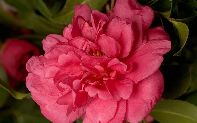Alabama Beauty Camellia Sasanqua - 1 Gallon Pot 4 Alabama Beauty Camellia Sasanqua - 1 Gallon Pot - Image 4