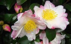 Apple Blossom Camellia Sasanqua - 1 Gallon Pot -Plant Series Shop Camellia Apple Blossom 1