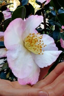 Apple Blossom Camellia Sasanqua - 1 Gallon Pot -Plant Series Shop Camellia Apple Blossom 6