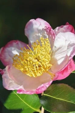 Apple Blossom Camellia Sasanqua - 1 Gallon Pot -Plant Series Shop Camellia Apple Blossom 7
