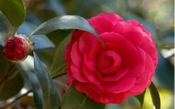 C. M. Hovey Camellia Japonica - 3 Gallon Pot -Plant Series Shop Camellia C M Hovey 1