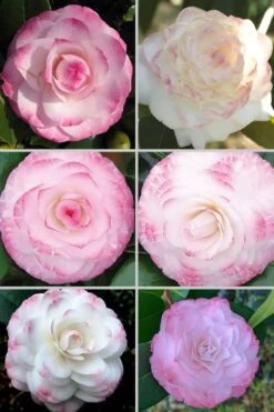 Grace Albritton Camellia Japonica - 1 Gallon Pot -Plant Series Shop Camellia Grace Albritton 4