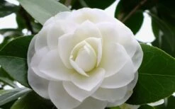 Morning Glow Camellia Japonica - 3 Gallon Pot 8 Morning Glow Camellia Japonica - 3 Gallon Pot -Plant Series Shop Camellia Morning Glow 800x500 1