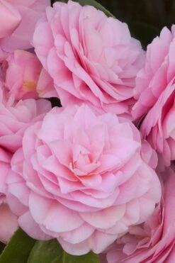 Pearl Maxwell Camellia Japonica - 3 Gallon Pot -Plant Series Shop Camellia Pearl Maxwell 10