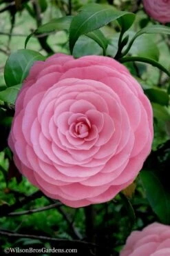 Pearl Maxwell Camellia Japonica - 1 Gallon Pot
