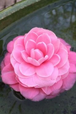 Pearl Maxwell Camellia Japonica - 3 Gallon Pot -Plant Series Shop Camellia Pearl Maxwell 5