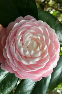 Pink Perfection Camellia Japonica - 1 Gallon Pot