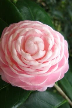 Pink Perfection Camellia Japonica - 1 Gallon Pot 9 Pink Perfection Camellia Japonica - 1 Gallon Pot -Plant Series Shop Camellia Pink Perfection 27 1