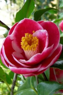 Sadaharu Oh Camellia - 3 Gallon Pot 13 Sadaharu Oh Camellia - 3 Gallon Pot -Plant Series Shop Camellia Sadaharu Oh 6 1