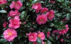 Shishi Gashira Dwarf Camellia Sasanqua - 6 Pack Of 1 Gallon Pots -Plant Series Shop Camellia Shishi Gashira 24