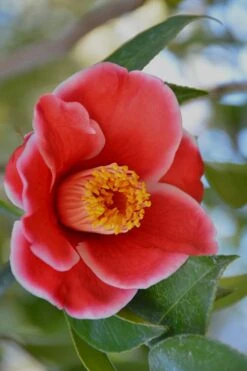 Tama Electra Camellia Japonica - 3 Gallon Pot