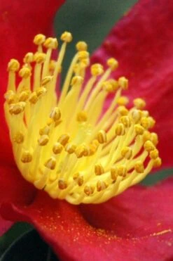 Yuletide Camellia Sasanqua - 1 Gallon Pot -Plant Series Shop Camellia Yuletide 30 2