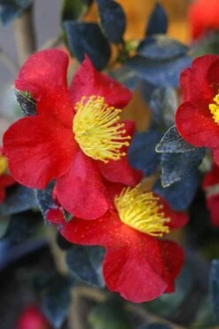 Yuletide Camellia Sasanqua - 6 Pack Of 1 Gallon Pots -Plant Series Shop Camellia Yuletide 32