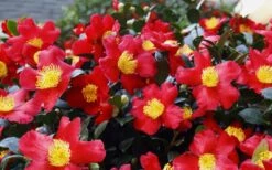 Yuletide Camellia Sasanqua - 7 Gallon Pot (3-4') -Plant Series Shop Camellia Yuletide 34 1